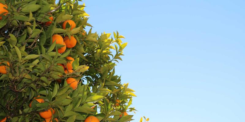 游戏声音设计的艺术：YYB JGS攻略资讯解析，如何通过音频塑造沉浸感与情绪引导